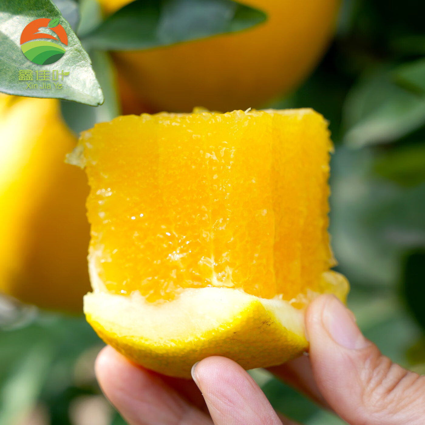 鑫佳叶湖南麻阳冰糖橙 当季新鲜橙子水果 手剥橙甜橙子 现摘现发 净重4.5斤装 小果55MM+