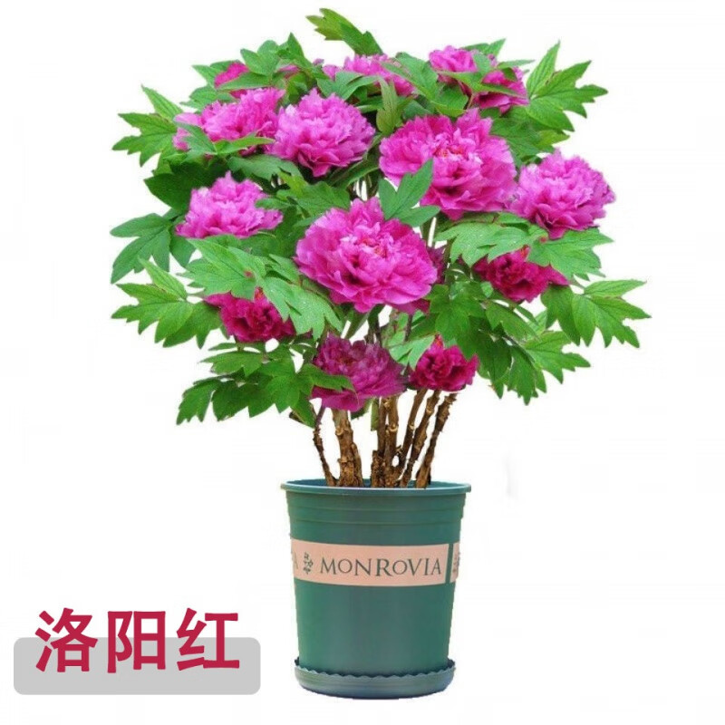 朵芮蜜盆栽特大苗正宗洛阳观赏菏泽重瓣四季花卉庭院牡丹花树苗 洛阳