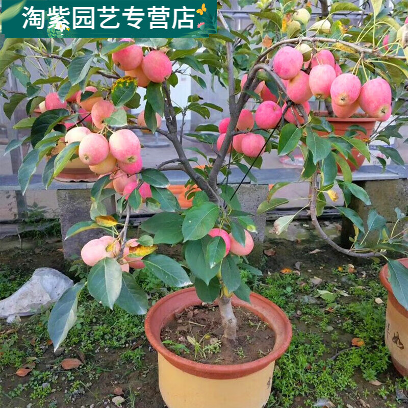拾爱沙果树苗海棠果地栽冰糖心鸡心盆栽南北方室内庭院红色苹果苗盆景