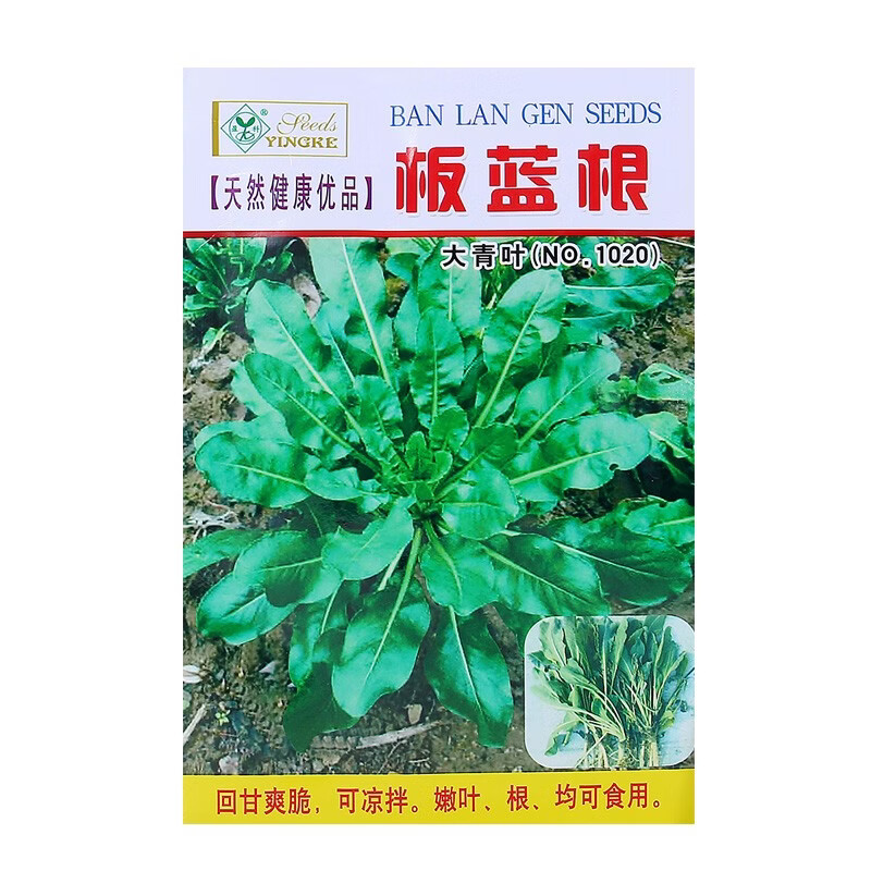 四季大叶板蓝根菜种籽春秋夏冬板兰根种子中药材清热青叶蔬菜种子
