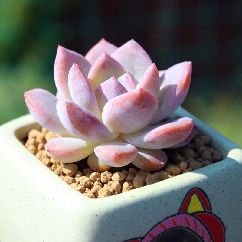 满柚春橙梦露 多肉植物单头 果冻色多肉盆栽肉肉花卉带盆土栽种好雪