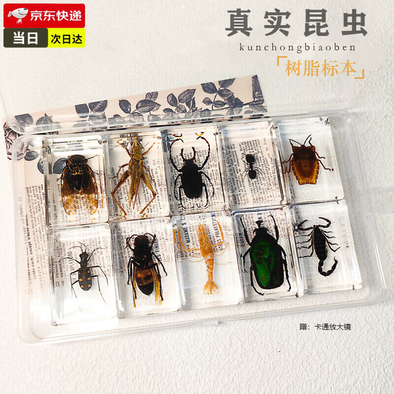 zepin昆虫标本植物动物真虫树脂琥珀摆件幼儿园教学科普送儿童节日礼物 10款随机不重复+收纳盒 4.5*3*1.8CM(+放大镜)