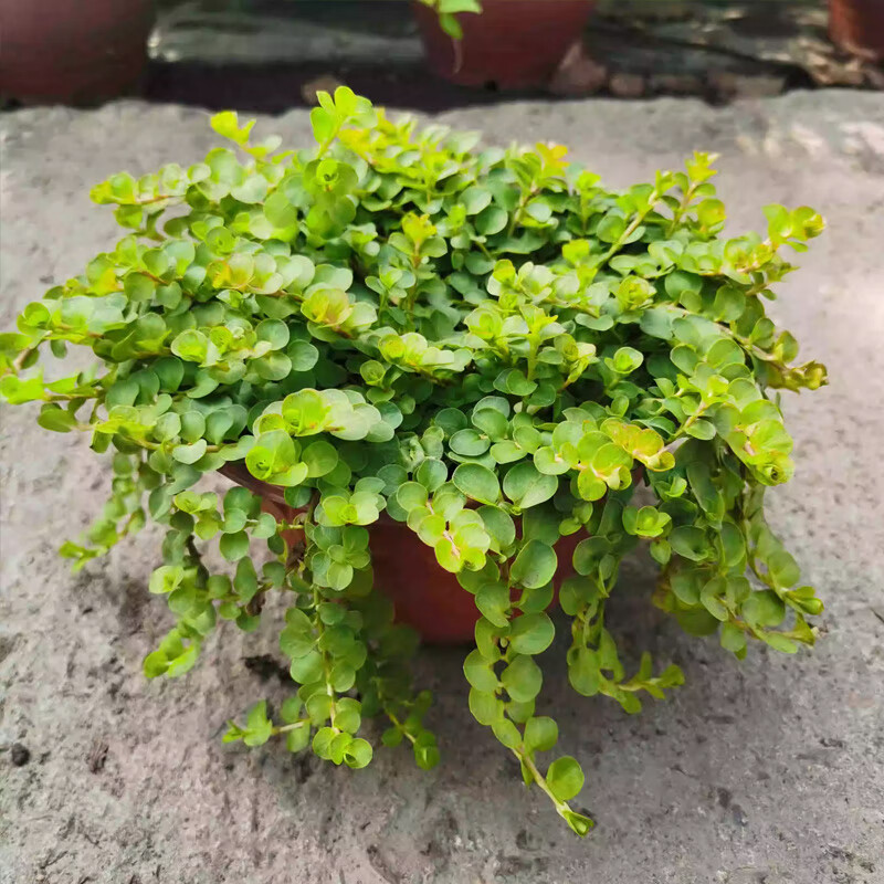 花幽谷佛甲草草皮黃金金葉過路黃萬年草中華景天佛甲草苗屋頂綠化坪植物 金葉過路黃盆苗【10盆原盆原土) 10cm(含)-15cm(不含)