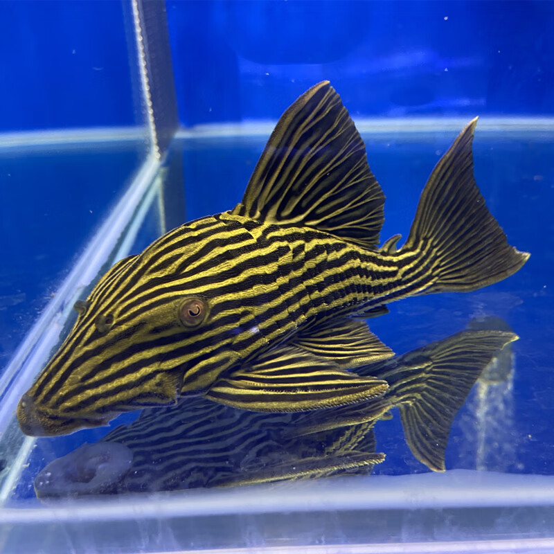 金线皇冠豹绿皮钻石白金蓝眼申古雷神皇冠豹异型鱼巴西秘鲁清道夫