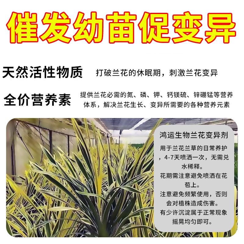 【兰花出艺快】促兰草变异免培育直接喷刺激变异因子促变诱导剂 兰花促变异 五瓶装