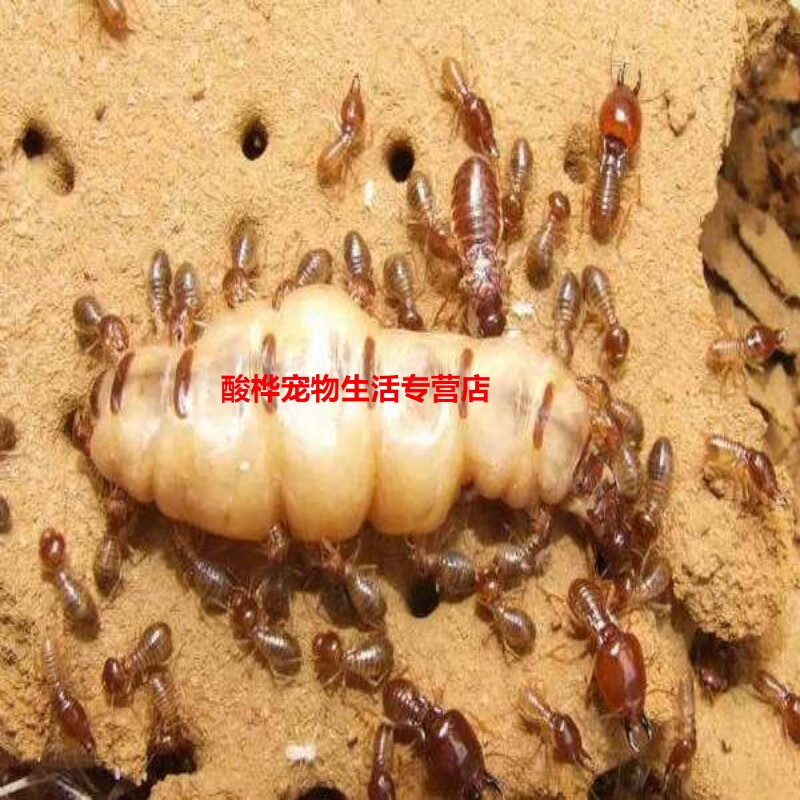 白蚁 黑翅 黄翅 昆虫 蚂蚁 鸡枞 乳白蚁家白散白 土白蚁【1王1后】新
