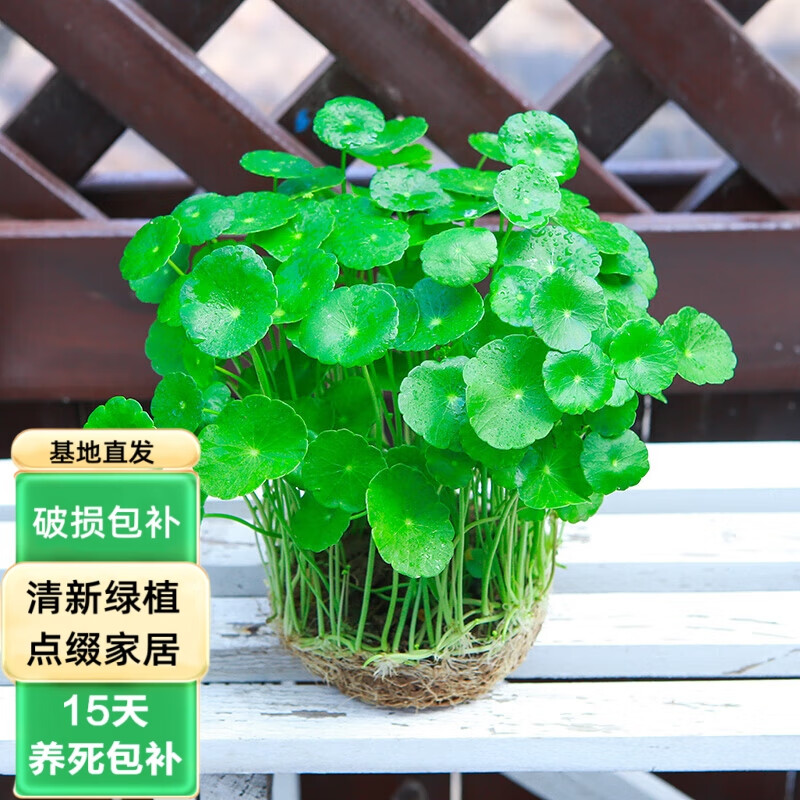 森岳 铜钱草水培土培盆栽植物室内小绿植花卉四季好养植物 铜钱草不含