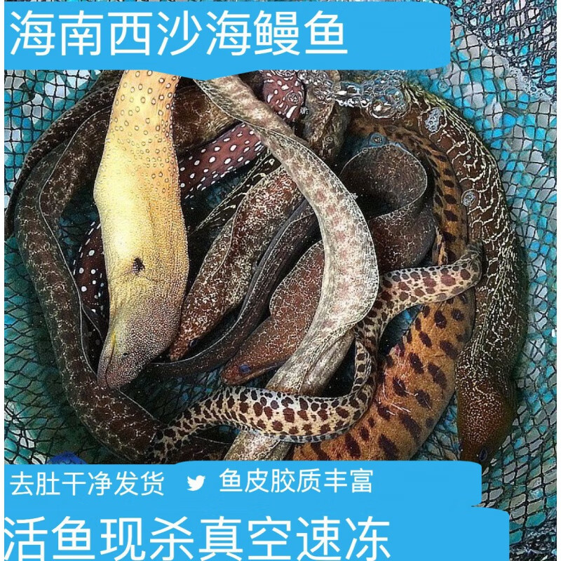 鱼七秒海南西沙野牲海鱼海鳗鱼金钱鳗石鳗虎鳗鲜活冷冻海捕整条500g