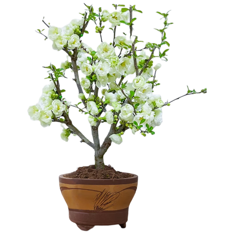 а辰ֲڻ(62.5cm׮)Ʒ̱ʯԴͷֱ