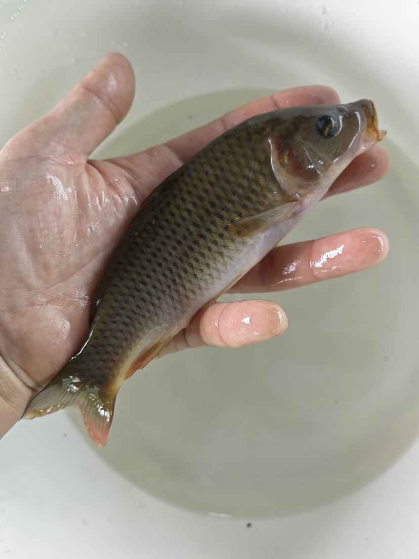 禾花鱼优质鲤鱼淡水养殖禾花乌理鱼活苗稻田养殖包邮包活 7-10厘米两