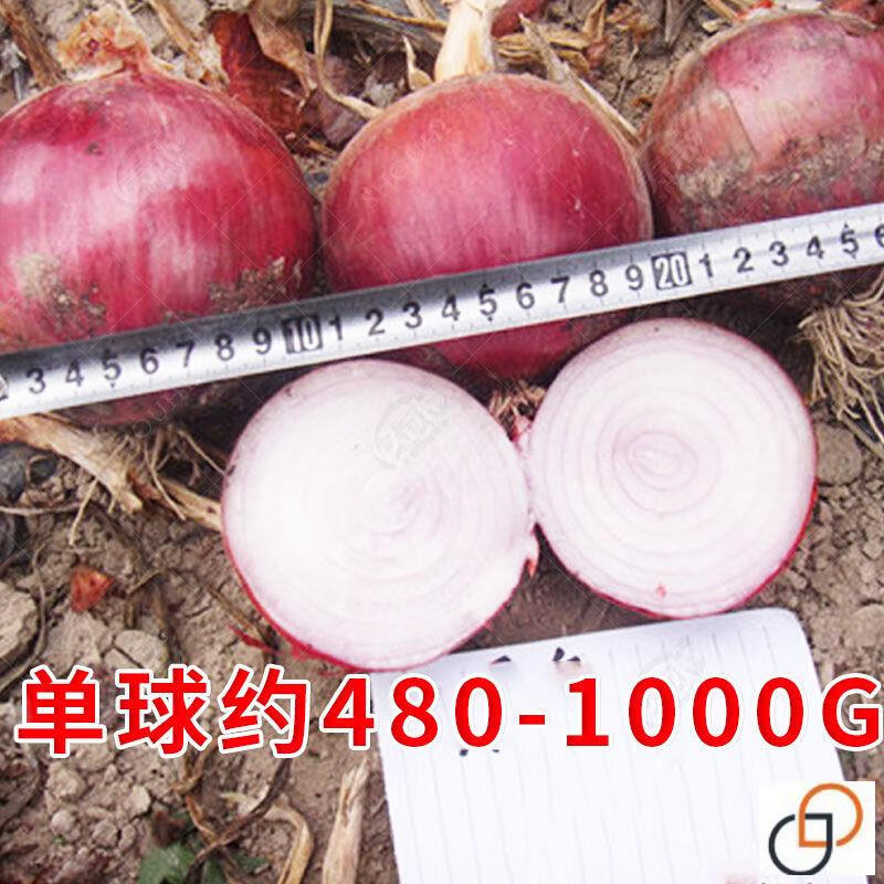 朵芮蜜传统红皮洋葱种子 紫皮圆葱 味甜辣 儿时洋葱味道 蔬菜种子
