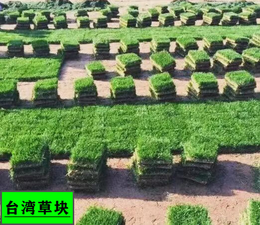 oimg绿化草皮真草坪带泥土庭院别墅四季青百慕大剪股颖马尼拉免剪易活