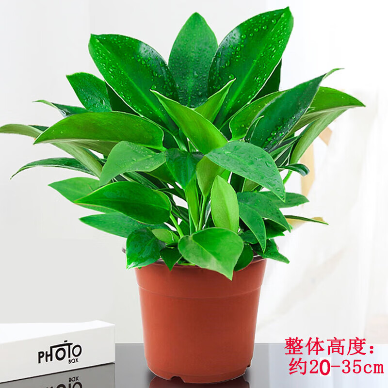 曼杉园大叶小叶金钻盆栽室内大型客厅万年青绿植物 15-20厘米高金钻2