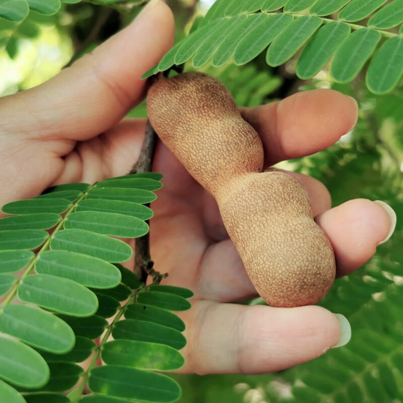 mpdq云南酸角西双版纳特产傣家甜酸角新鲜带壳罗望子休闲零食散装果干