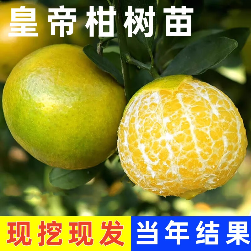 皇帝柑樹苗嫁接柑橘苗盆栽地栽橘子苗貢柑果苗南北方種植桔子苗 5年苗當(dāng)年結(jié)果