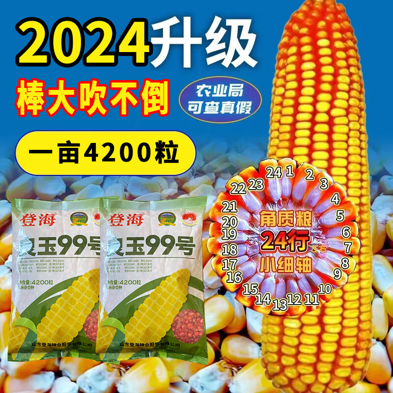 大田粗杆大叶作物抗倒杂交大穗白轴审定棒子籽 登海良玉99玉米约4200