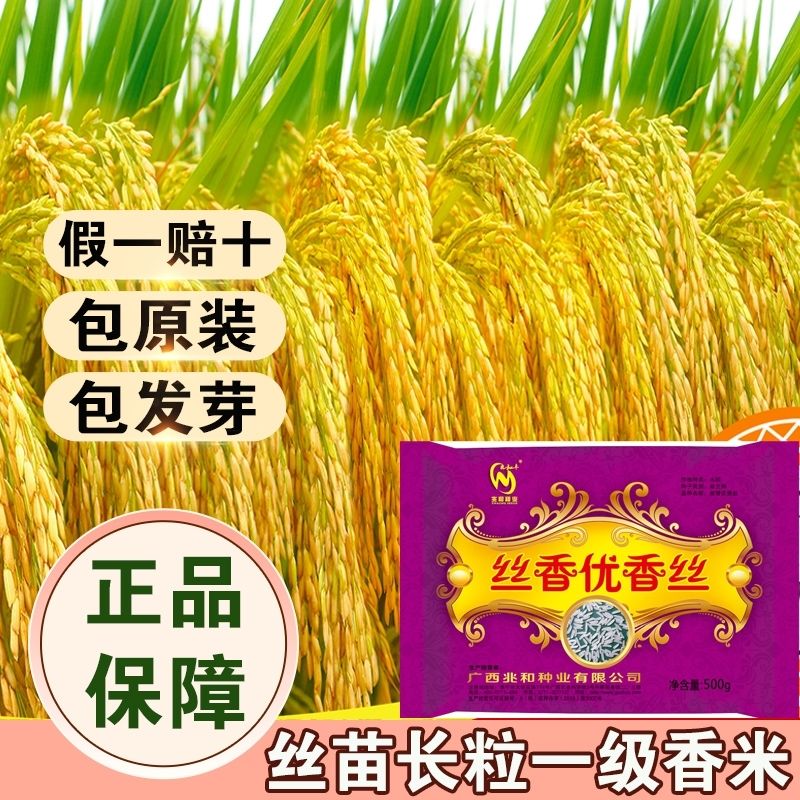 国审一级丝香优香丝苗米水稻种子长粒高产香米抗病早中稻谷晚稻谷 丝