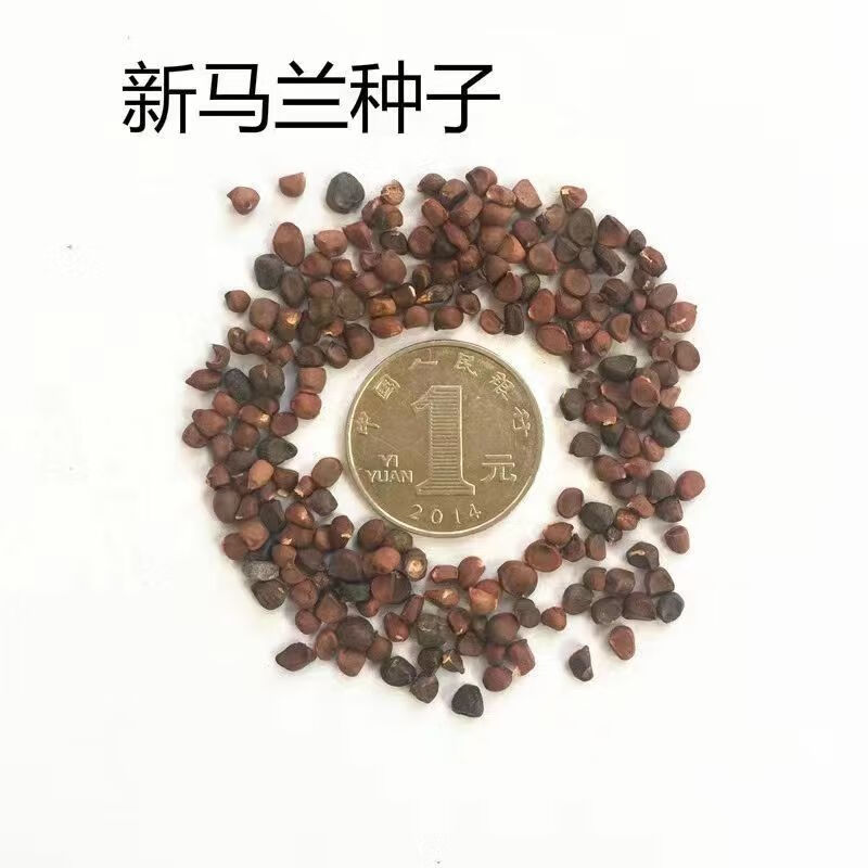 满柚春野生马兰头种子食用野菜籽四季播易种菜园阳台盆栽马兰头蔬菜