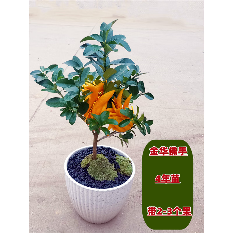 枫麦萱佛手树盆栽带花佛手柑树苗盆景金华千佛金手指佛手瓜室内庭院