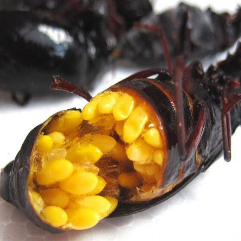 i2023新头茬山水牛 山山牛 山牛虫 天牛 幼虫 山东特产  500g 母山