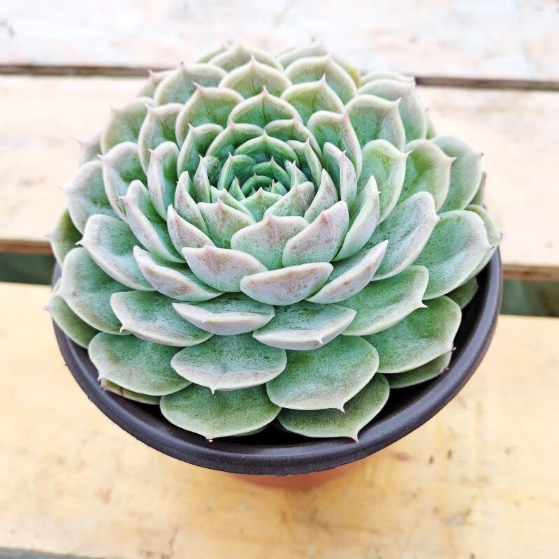 莲花座组合多肉植物单头老桩室内阳台露养花卉绿植盆栽 昂斯诺12cm 带