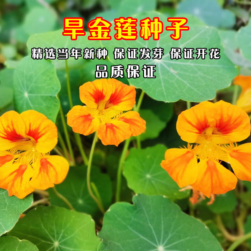 易商旱金莲花种子旱莲花种籽四季易种植庭院阳台爬藤垂吊观赏花卉植物