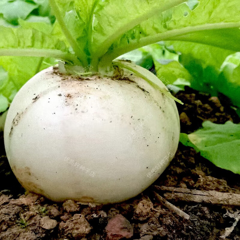 原装大圆白萝卜种子5包 (约1500