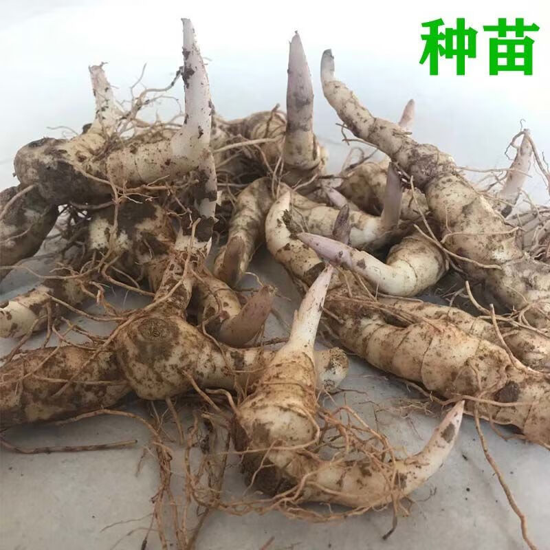 野生黄精种芽深山现挖新鲜黄精种苗芽种野生鸡头根甜黄精老虎姜 1 1斤