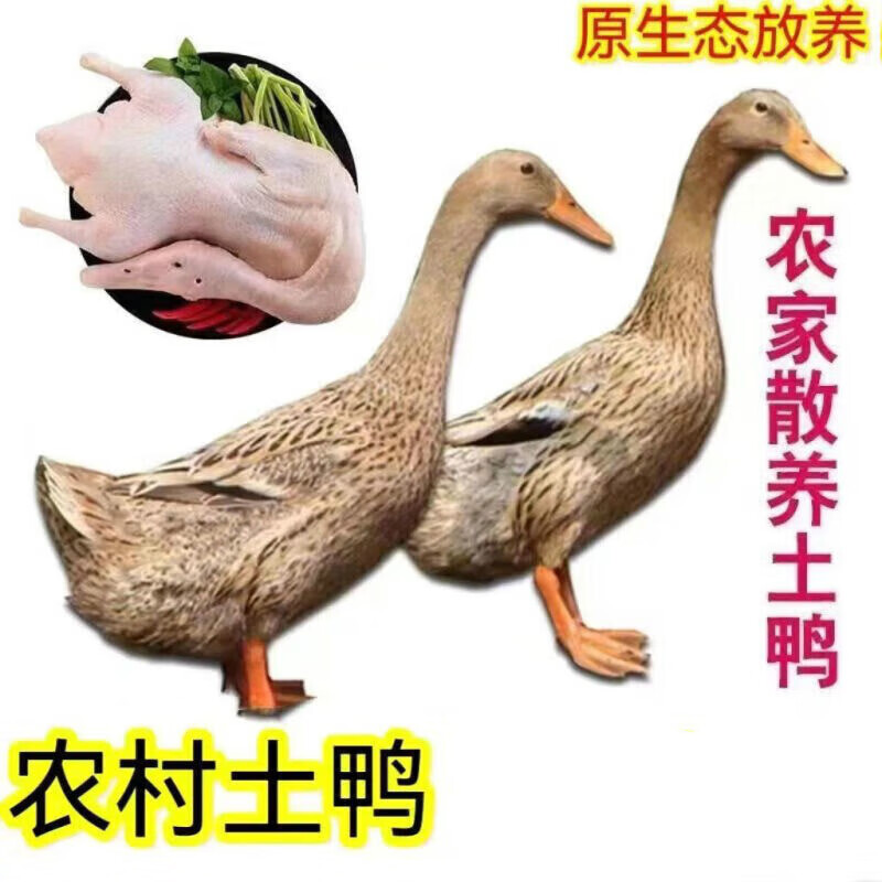 散養(yǎng)鮮宰活鴨子土鴨子新鮮鴨子老鴨麻鴨子笨鴨新鮮品冷凍農(nóng)家草鴨 新鮮鴨子發(fā)2只凈重4斤