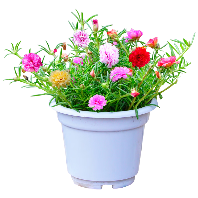 �����ذ�̫�����������ɫ�޸�ͥԺ��̨��ֲ���� С����*2��Դͷֱ�� 89.2Ԫ��4��(��22.3Ԫ/��)