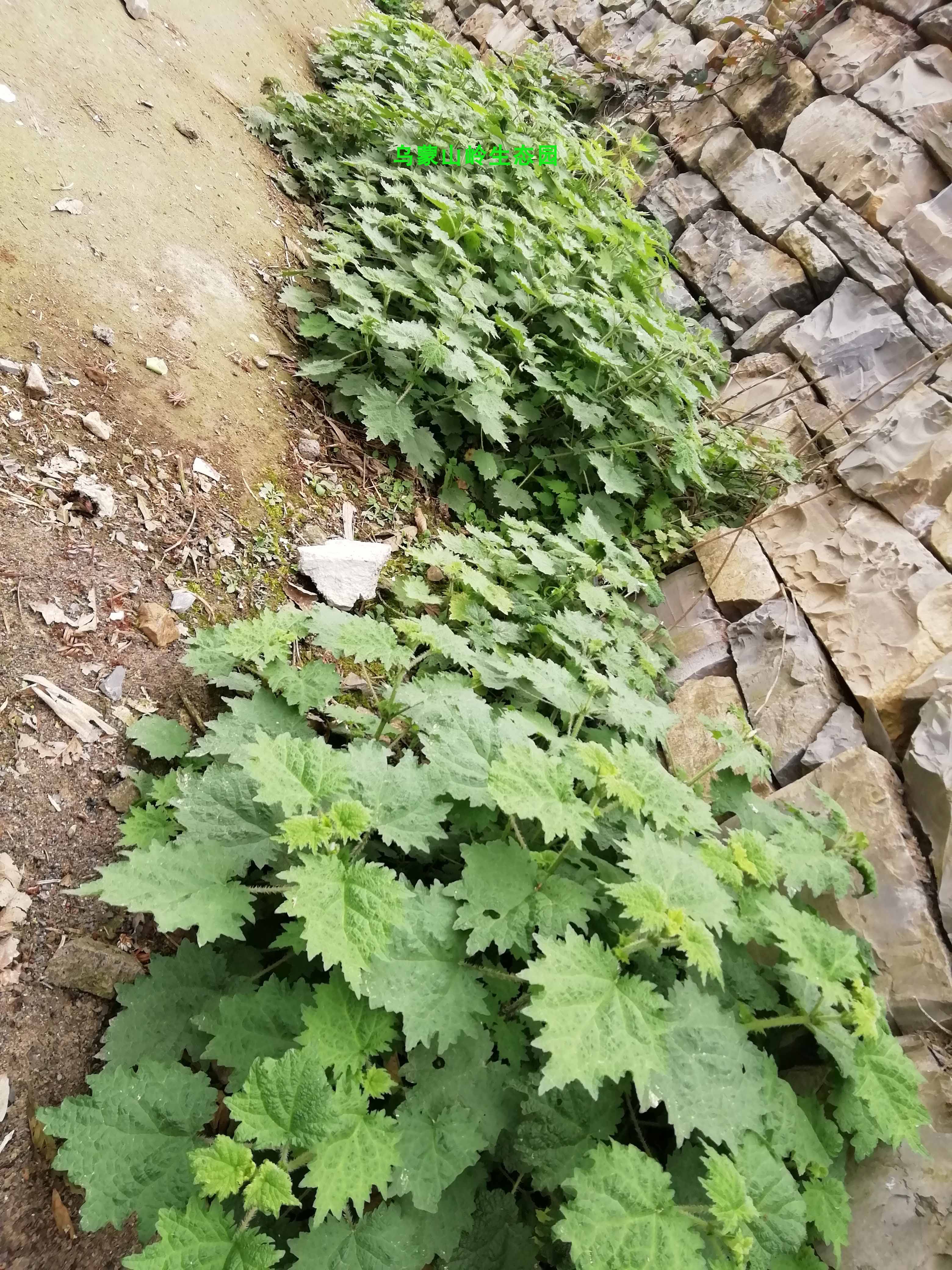 荨麻咬人草苗赖和麻苗蜇人草苗蝎子草苗中药材 荨麻苗十棵 不含盆