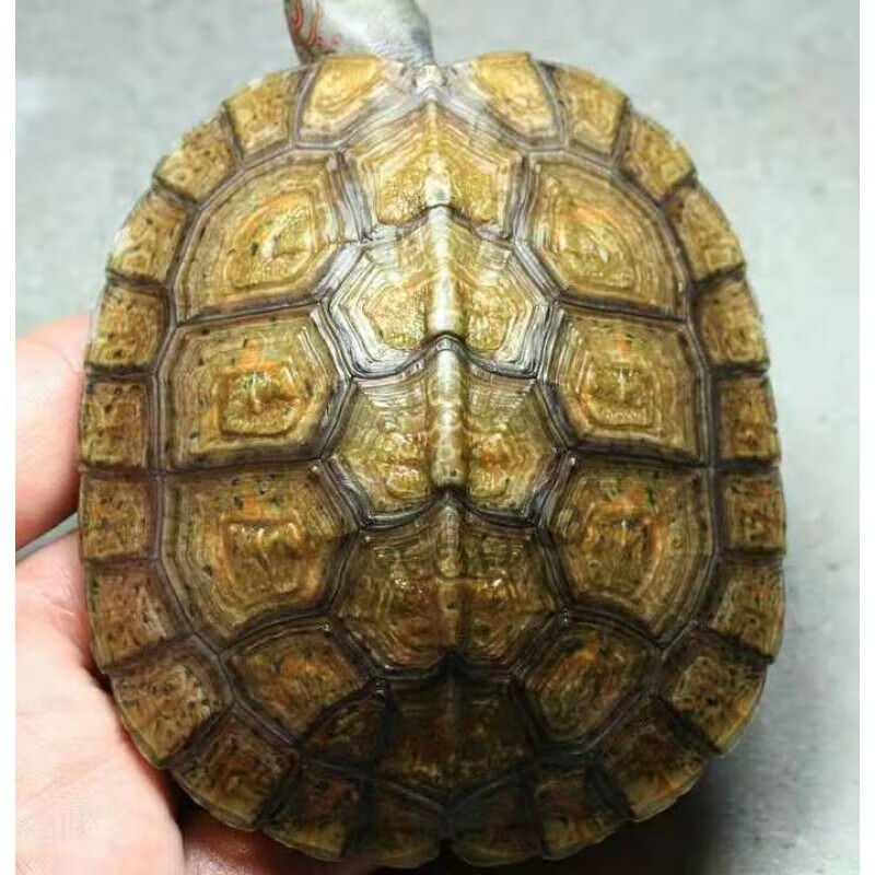 泽西的龟油彩木纹龟洪都拉斯陆养素食菜龟半水龟宠物龟乌龟 错甲