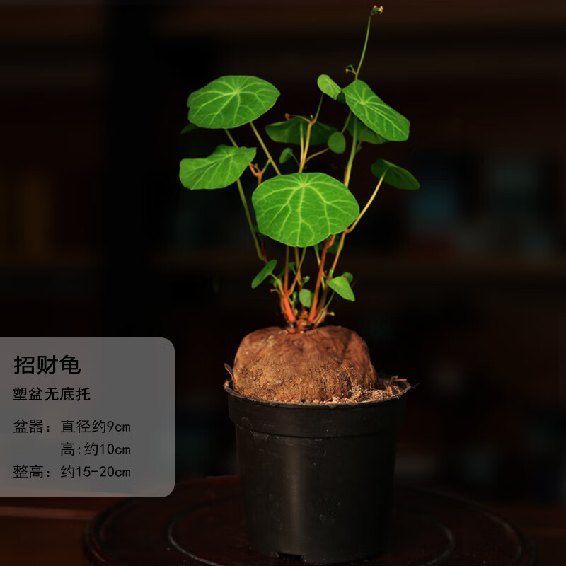 诗甲山乌龟招财龟办公室内桌面小绿植盆栽四季好养节日送礼禅意植物