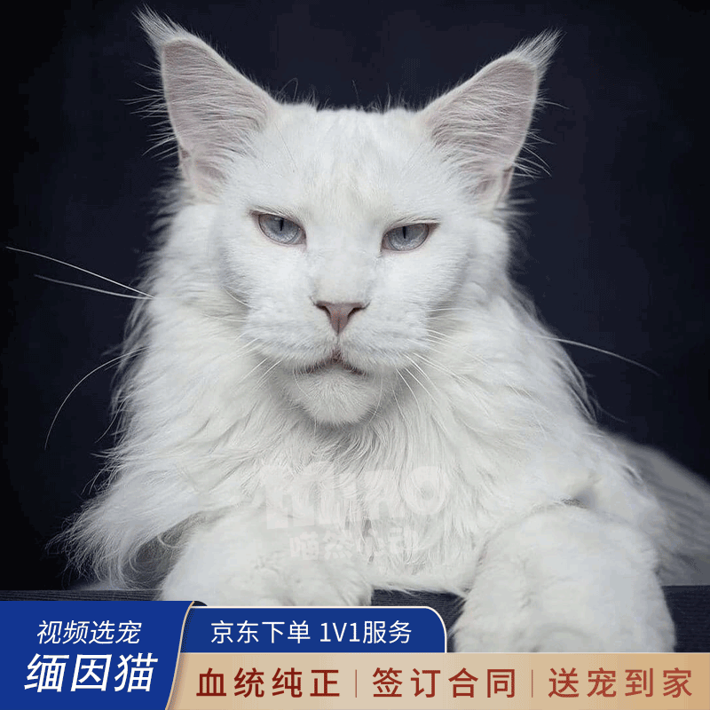 喵然心动纯种缅因猫幼猫大体血统家养宠物猫活体幼猫巨型猫 赛级 【纯种缅因猫】