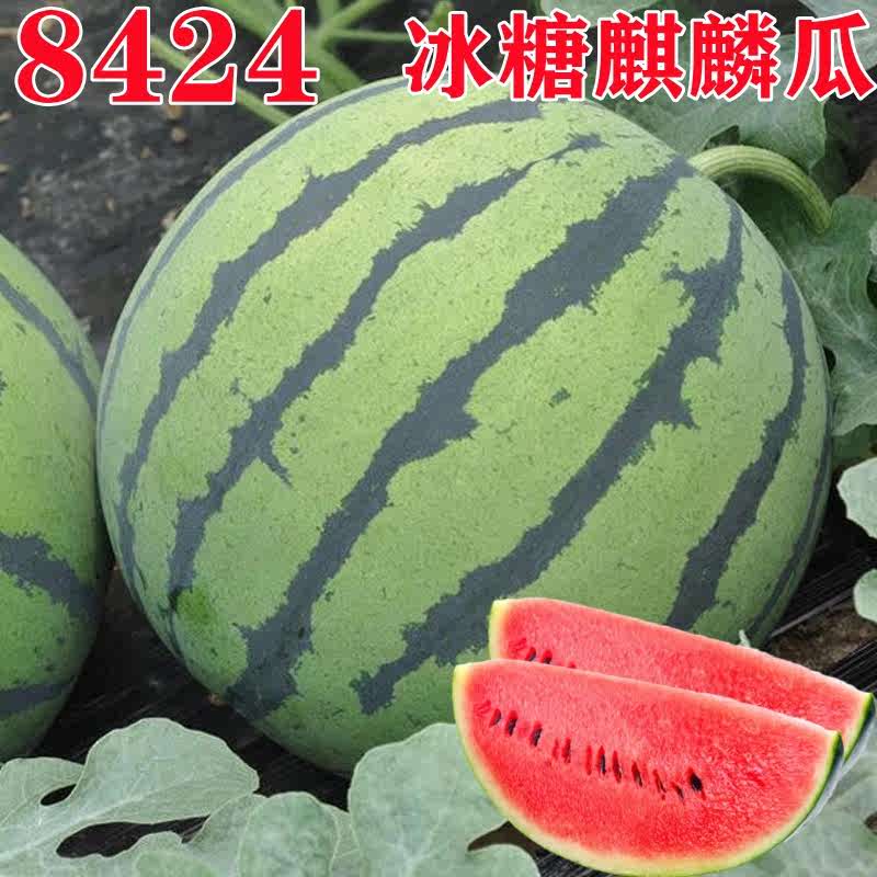 博卉8424麒麟抗病西瓜籽高產(chǎn)巨型無籽甜王薄皮四季播盆栽水果種孑 8424冰糖麒麟西瓜（1包）
