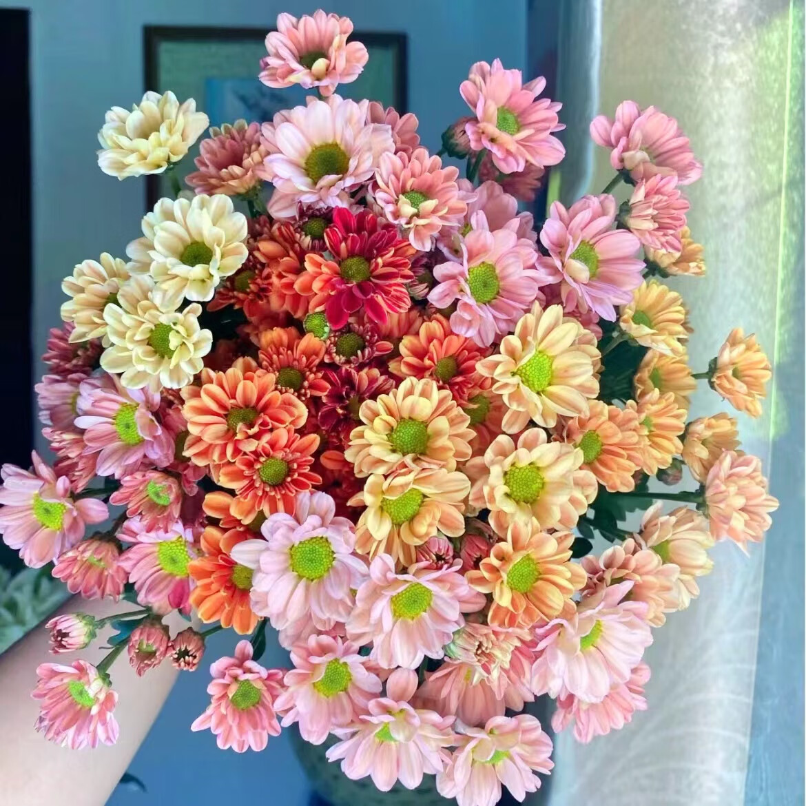 小雏菊乒乓菊牡丹菊-多颜色可选-小菊三文鱼小菊-包邮-生日礼物女 小