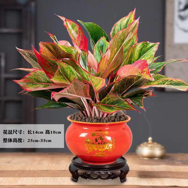 芙洛拉花园【快递】万年红盆栽招财年宵花红色喜庆植物净化空气室内