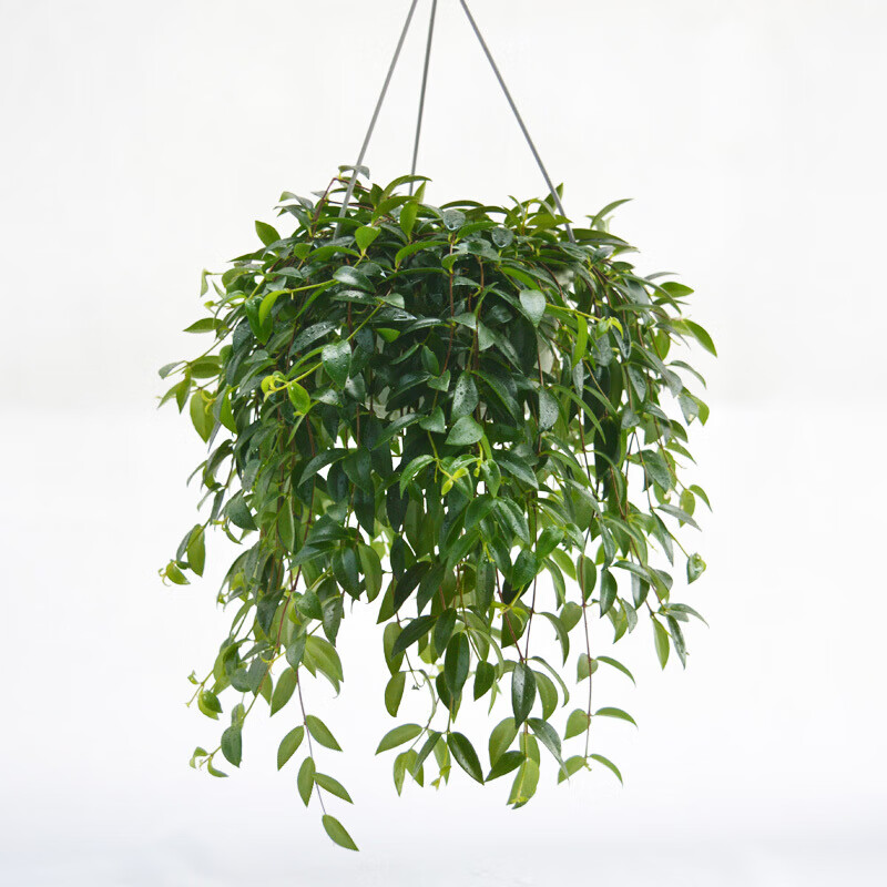 种花迷新品 柳叶吊兰阳台垂吊阳台室内植物花卉盆栽柳叶吊兰爬藤花 柳