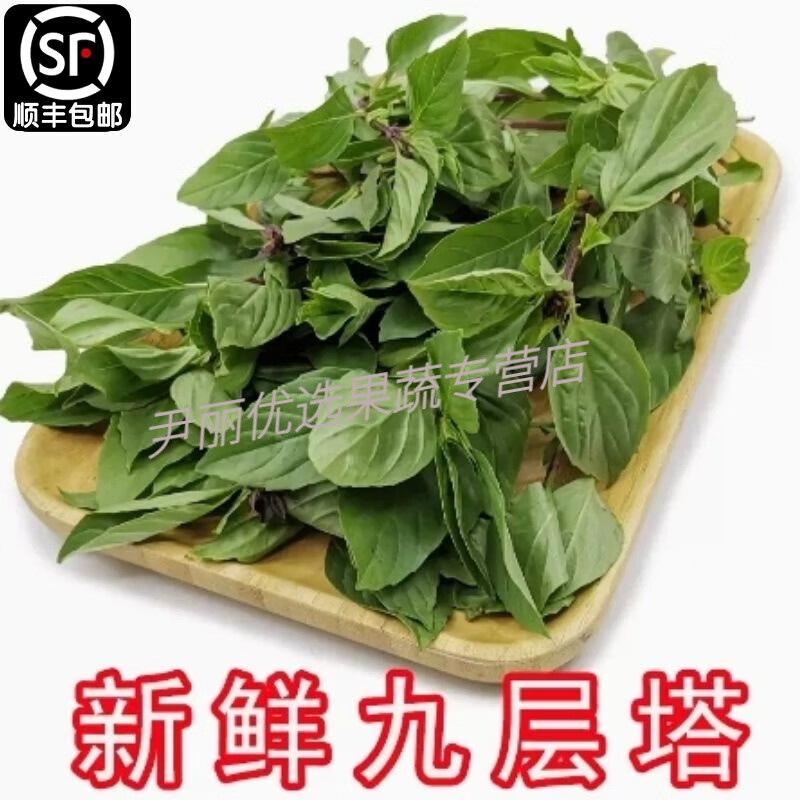 顺丰 新鲜食用九层塔金不换三杯鸡冬阴功酒店食材火锅汤配料香料 1斤