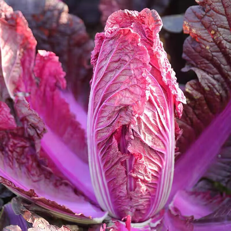 紫白菜种子韩国进口紫色大白菜籽阳台盆栽秋季播含花青素蔬菜种孑