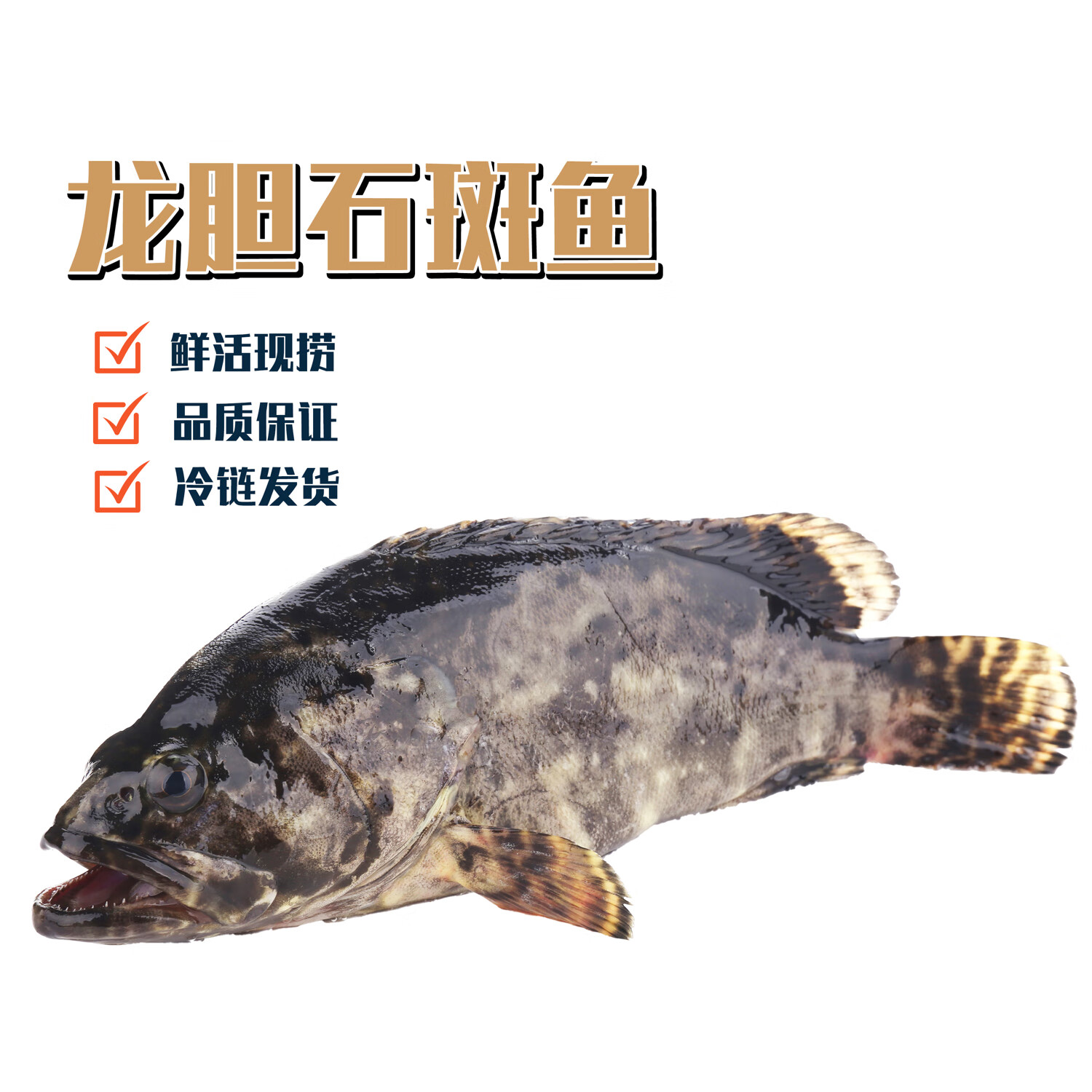 乃鲜海产品龙胆珍珠石斑鱼新鲜现捞真空冷冻后发出每条1.2斤起 1.3-1.