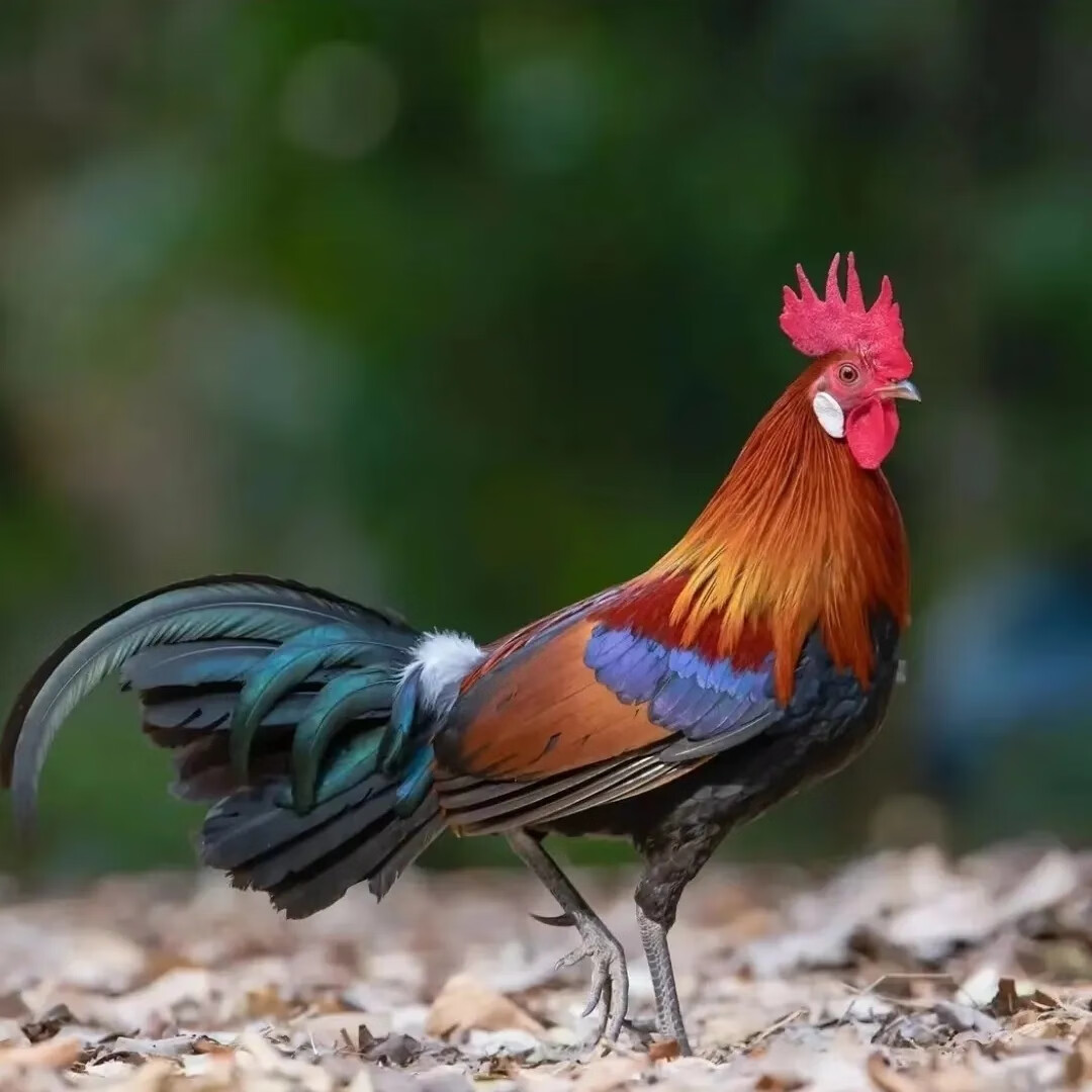 云南茶花鸡活苗固始鸡小鸡苗原始鸡活苗观赏鸡幼苗长尾鸡 3-4日龄买10
