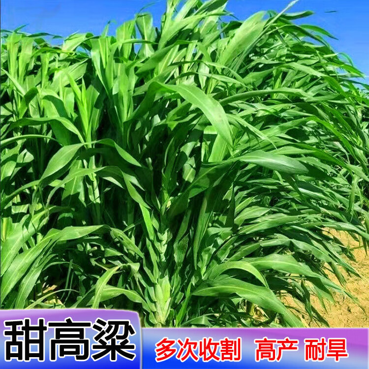 甜高粱种子养牛羊草籽大叶无毛高产喂猪鸡兔养殖鱼草耐旱牧草种子