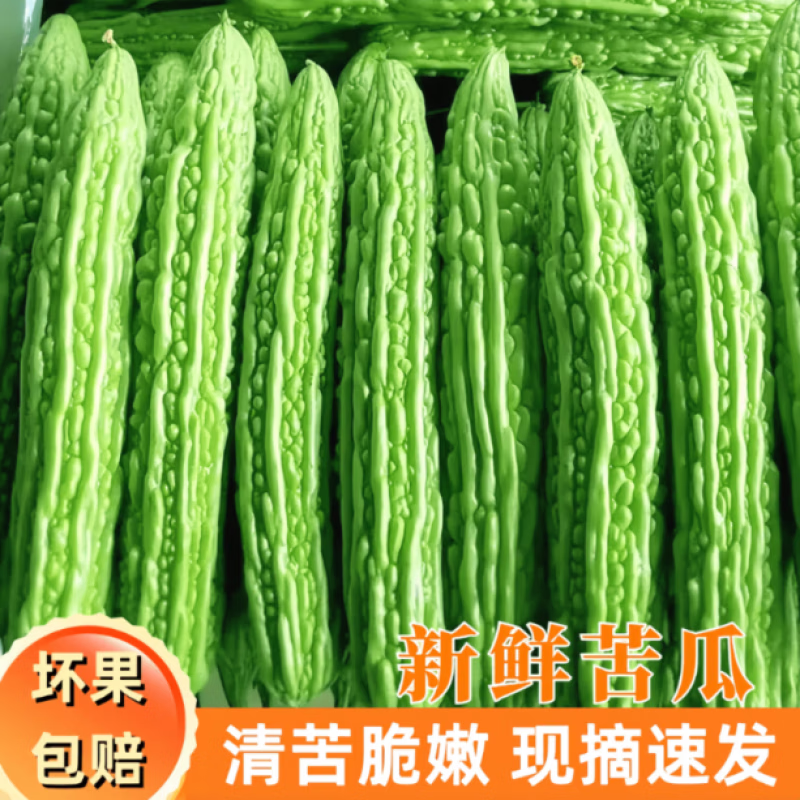 【现摘蔬菜】山东寿光苦瓜新鲜青皮凉瓜生吃凉拌榨汁农家种绿苦瓜 5斤