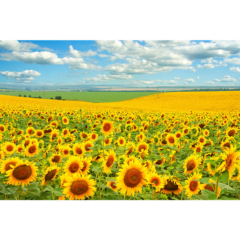 向日葵海报贴画背景装饰画向阳花玻璃贴纸葵花花卉花海风景壁画纸 01