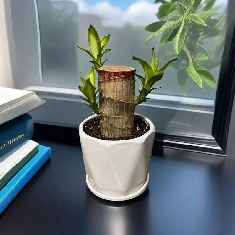 精品土培巴西木15厘米高【光杆不 裸根不带土