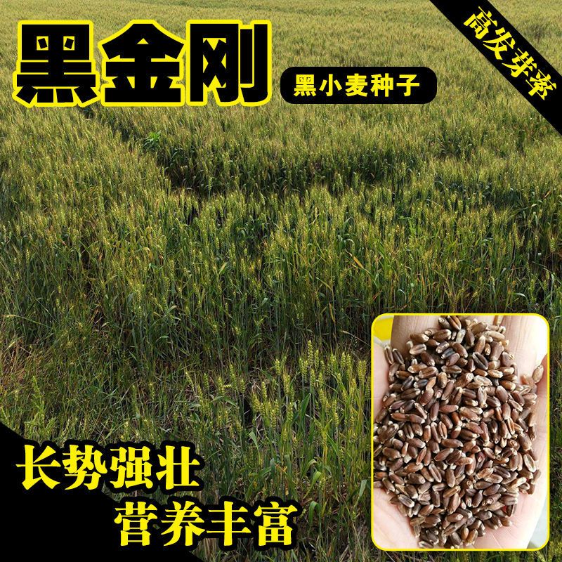 农大375黑小麦原种稳产黑金刚种子黑麦种籽冬小麦种子 黑金刚/5斤分装