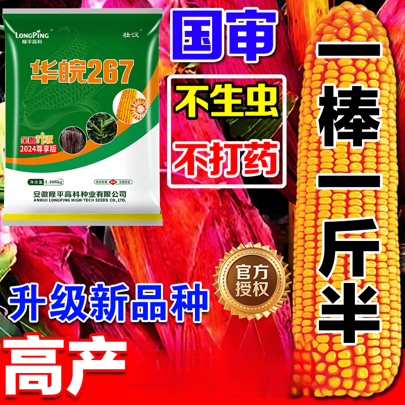 华皖763玉米品种图片