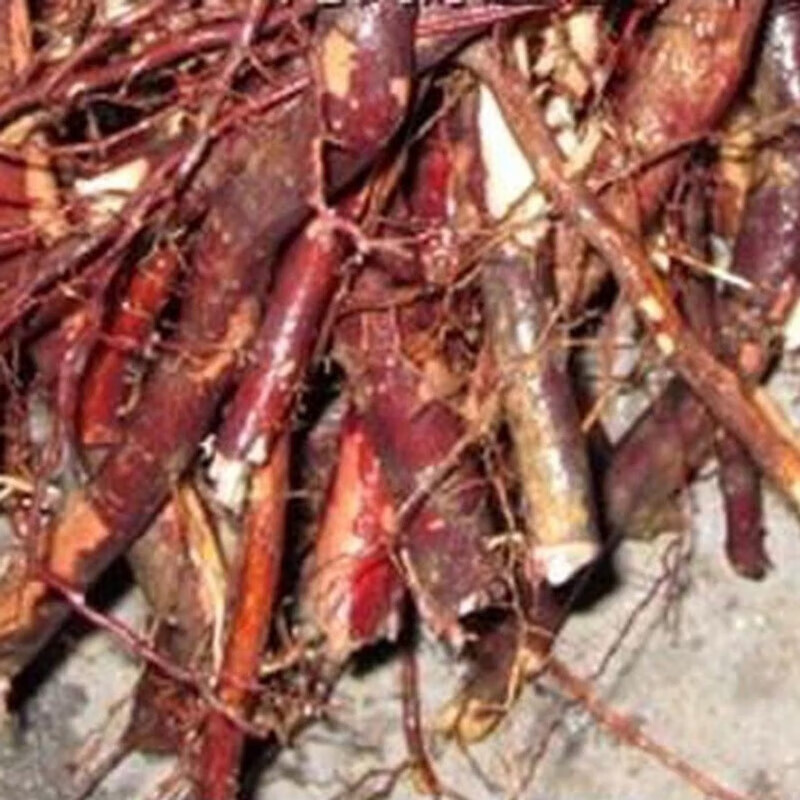 新鲜中药材马甲子根铁篱笆铜钱树马鞍树雄虎刺簕子棘盘子鸟不站刺