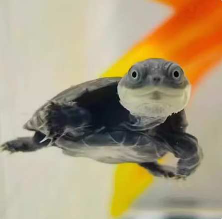 苗宠物活体沼泽侧颈龟网红龟微笑宠物造景龟仰泳龟 沼泽侧颈龟苗2-3cm